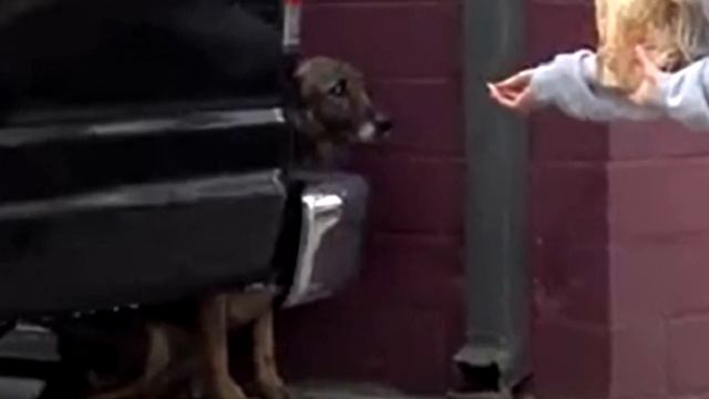 Запуганная овчарка скулила, прячась от людей под машиной, но сейчас вы её не узнаете смотреть онлайн