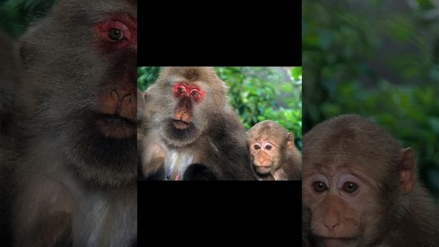 Макак Давида смотреть онлайн