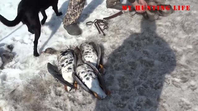 Как сохранить птицу на охоте Способ №1 смотреть онлайн