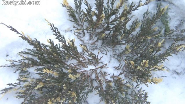 Можжевельники горизонтальные Lime Glow и Andorra Compacta Variegata.