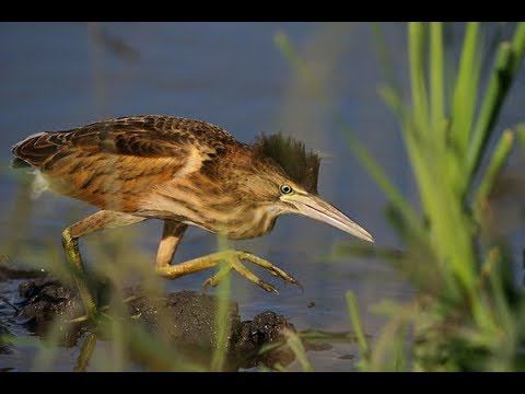 Как выпь кричит... смотреть онлайн