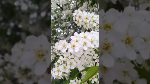 Черемуха. автор А. Ушакова смотреть онлайн