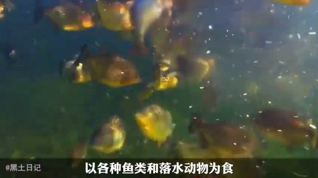 世界上最致命的3條河流，亞馬遜的蟒蛇，尼羅河裡的鱷魚，絕對是人類的噩夢【黑土日記】 смотреть онлайн