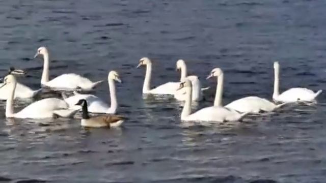 мы родились в//обзор канала//сапожник без сапог смотреть онлайн