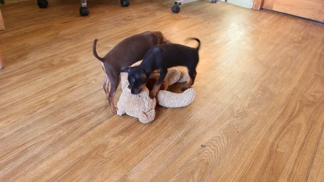 тойки видео 1102 смотреть онлайн