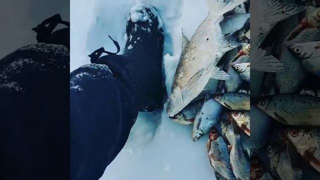 СУПЕР КЛЕВ РЫБЫ НА ПЕЧЕНЕЖСКОМ ВОДОХРАНИЛИЩЕ. смотреть онлайн