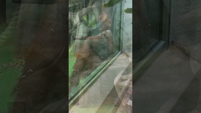 Вкусняшка! Мама орангутан охраняет любимое лакомство #shorts смотреть онлайн