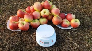 Летний сорт яблока Пирос