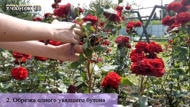 ПРАВИЛЬНАЯ ОБРЕЗКА РОЗ ЛЕТОМ - Как Обрезать Розы для Лучшего Цветения - Летняя Обрезка Роз