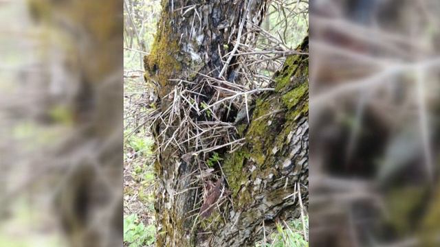 Home Gardener - Jim's Nature Photography, Part 2 смотреть онлайн