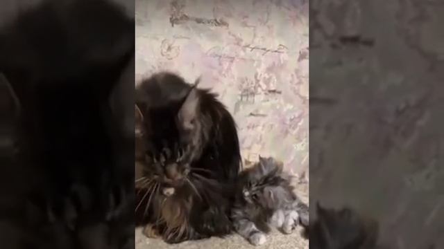 Покажи еще разок смотреть онлайн