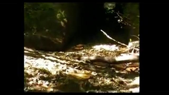 Видео о деревне Трубец (35 км железной дороги Окуловка-Неболчи) смотреть онлайн