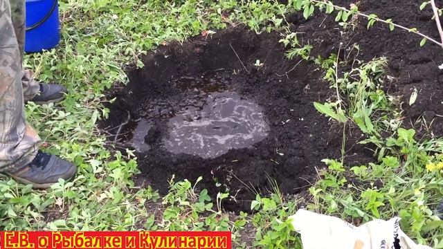 Как посадить черешню чтоб она прижилась. Сажаем черешню Овстуженка у себя на дачном участке. смотреть онлайн