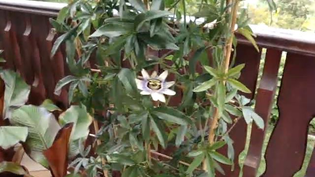 Marakuia Błękitna (Pasiflora Caerulea) cz.3 2017 r смотреть онлайн