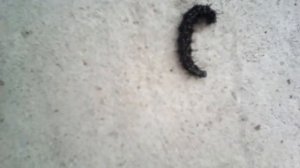 Гусеница с шипами