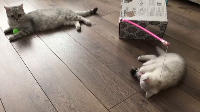 Когда котята заняты игрой, мама-кошка отдыхает 💛Забавные котята 😺 смотреть онлайн