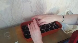 #руккола на рассаду#