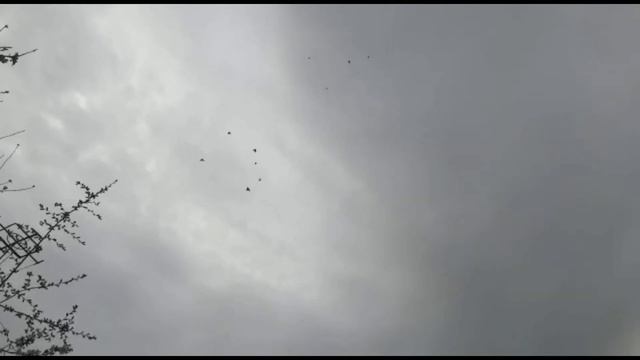 Альфа самец и самка лёт и игра. Двухчубые голуби. Tauben. Pigeons. Palomas. Pombos. الحمام Merpati смотреть онлайн