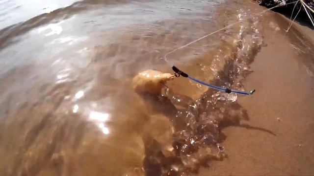 Тестируем не хитрую фидерную снасть для спиннинга. После заброса - всегда в одном и том же положени смотреть онлайн