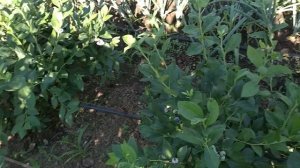 Ранние сорта голубики, на сколько они раньше поспевают?