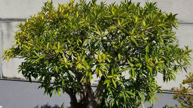 I Found A $1600 Bonsai Tree at a Catholic Monastery (A Geek Family Adventure) смотреть онлайн