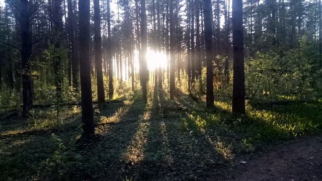 Закат солнца в сосновом лесу смотреть онлайн