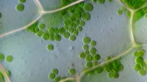 Движение цитоплазмы в листе элодеи Elodea canadensis