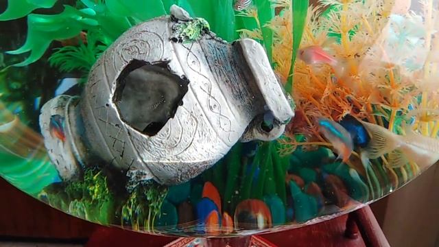Данио, неоны, сомик... смотреть онлайн