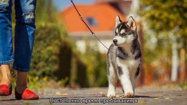 Как дрессировать хаски и воспитывать щенка в домашних условиях смотреть онлайн