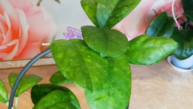 Крупнолистные хойи топ 4