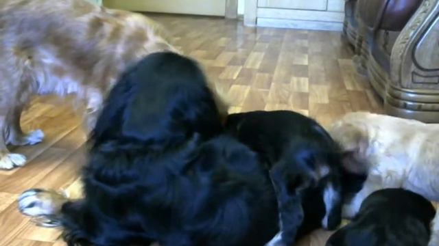 Щенки Кавалер Кинг Чарльз спаниель. Прямая трансляция смотреть онлайн