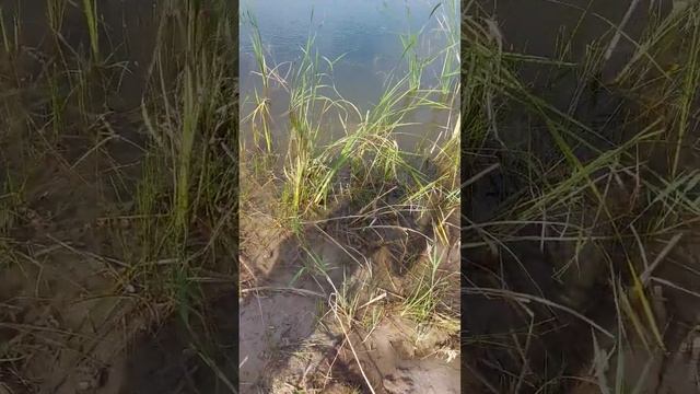 ЛОВИМ ЛИНЯ НА ДОНКУ. СУПЕР КЛЕВ. смотреть онлайн