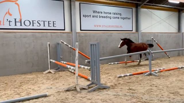 Emazing II LN (Emerald x Usha van’t Roosakker line) смотреть онлайн