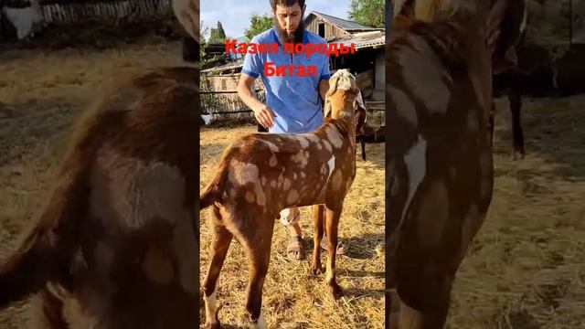 Биталы это привозные козлы родом с Пакистана, мясо молочного направления смотреть онлайн