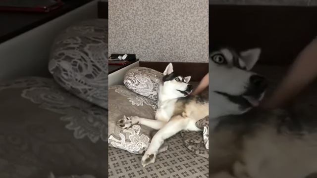 Хаски орет когда её целую ? смотреть онлайн