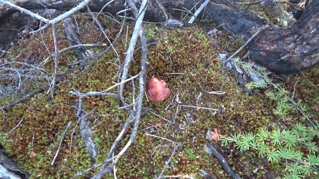 ЛОВИЛИ РЫЖЕГО. ПОЕХАЛИ ЗА ГОЛУБИКОЙ, А НАСОБИРАЛИ ГРИБОВ. смотреть онлайн