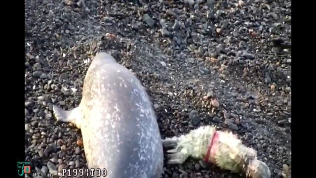 Рождение белька в кадре камеры онлайн.Дальневосточный морской заповедник. смотреть онлайн