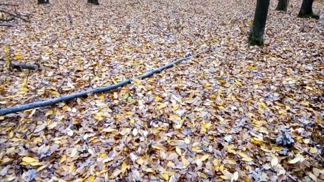 "Тихая охота" - В лес по грибы! Собираем... Готовим.... смотреть онлайн