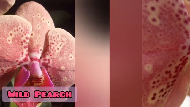 Орхидея Дикий Персик. Wild Perch. Фаленопсис. смотреть онлайн