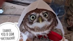 Сыч Лучик очень миленько наводит бардак и берёт пример с совы Ёлки, усердно сидя на подушке
