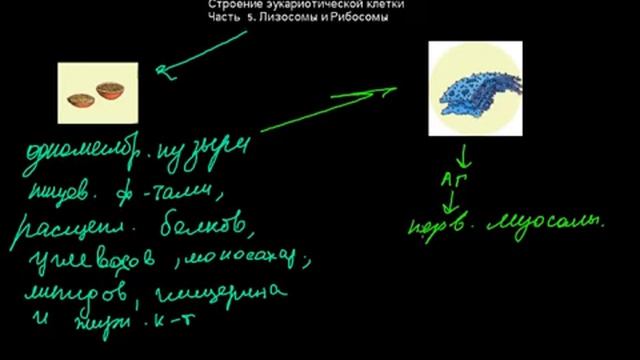 15 Строение эукариотической клетки Часть5 лизосомы и рибосомы смотреть онлайн