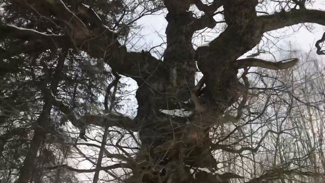 Beautiful old oak (Quercus robur) смотреть онлайн