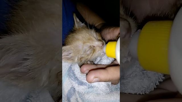 Кормление котёнка с бутылочки смотреть онлайн