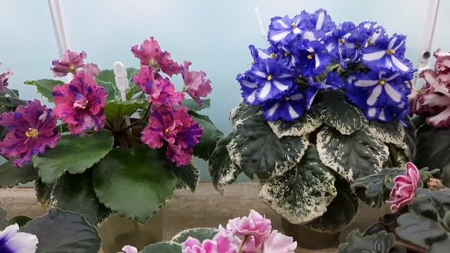 Шапочное цветение фиалки в домашних условиях! смотреть онлайн