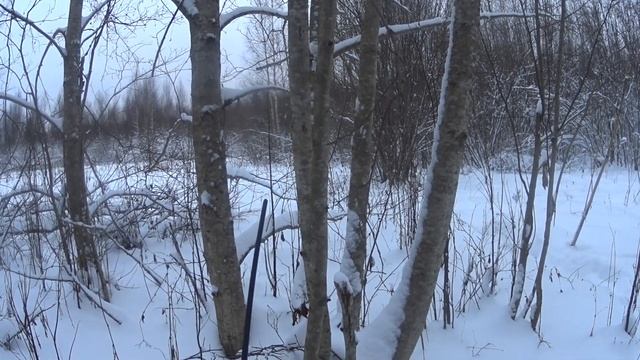 Загонная охота на лося 2021 смотреть онлайн