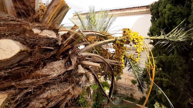 Fructele de palmier care se mananca смотреть онлайн