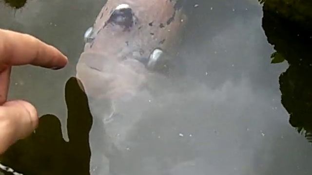 Bravest. Fish. Ever. Of all time. смотреть онлайн
