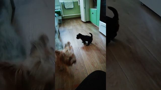 Йоркширский терьер мама и щенок (девочка). смотреть онлайн