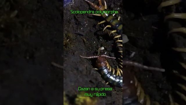 Scolopendra polymorpha comiendo grillo | #shorts #hunting #amazing #animals смотреть онлайн