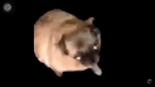 Сало мопс смотреть онлайн